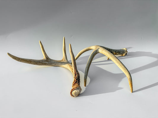 Deer Antlers - Medium Sized White-tailed Deer Matching set. Canadian Buck. Crafting and Decor Antlers