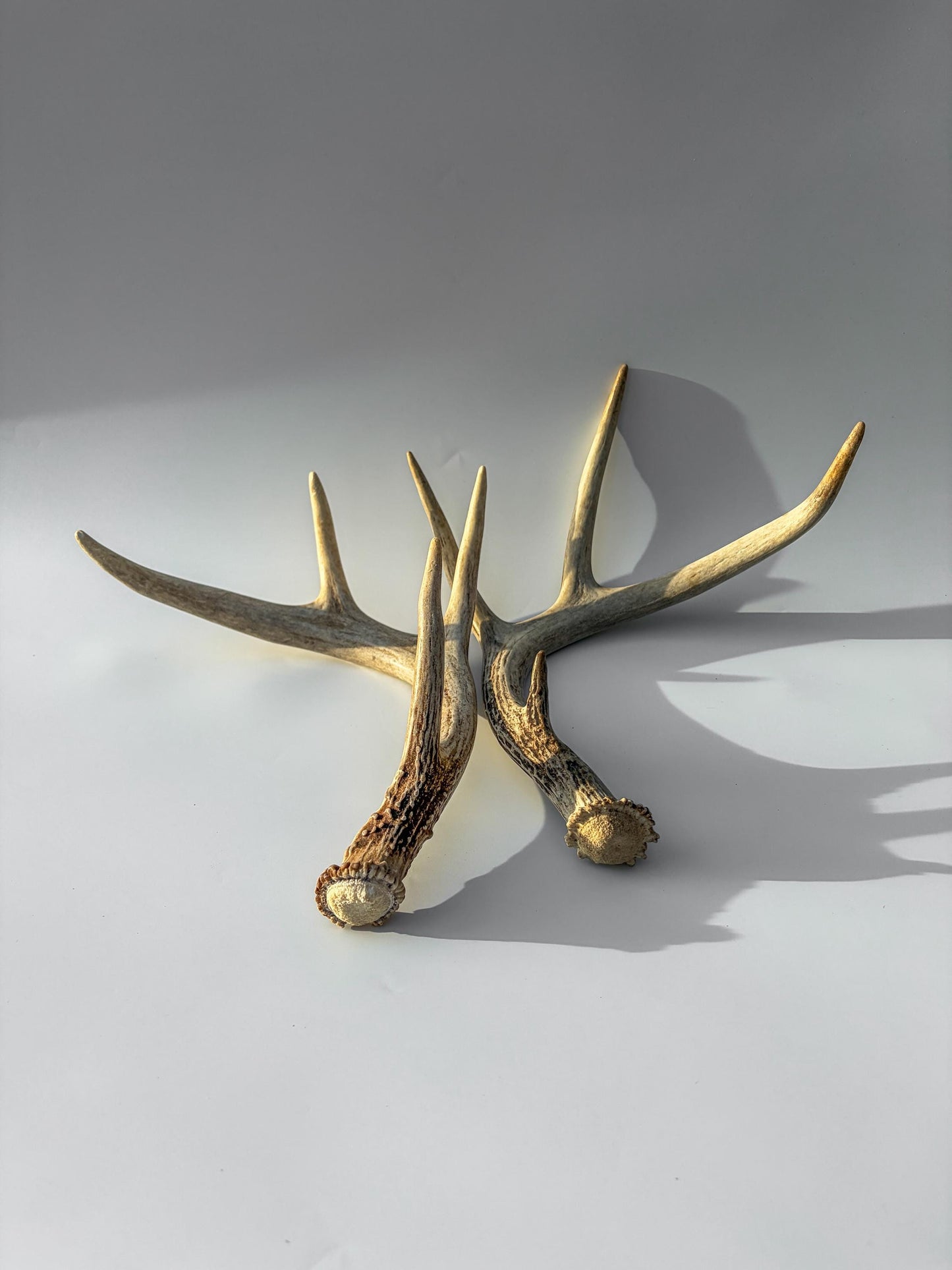 Deer Antlers - Medium Sized White-tailed Deer Matching set. Canadian Buck. Crafting and Decor Antlers
