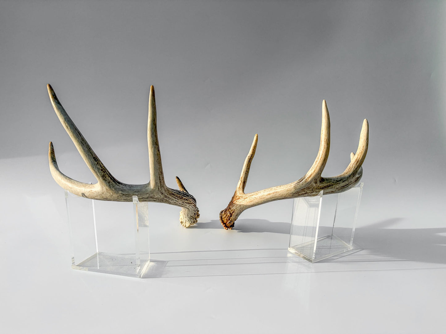 Deer Antlers - Medium Sized White-tailed Deer Matching set. Canadian Buck. Crafting and Decor Antlers