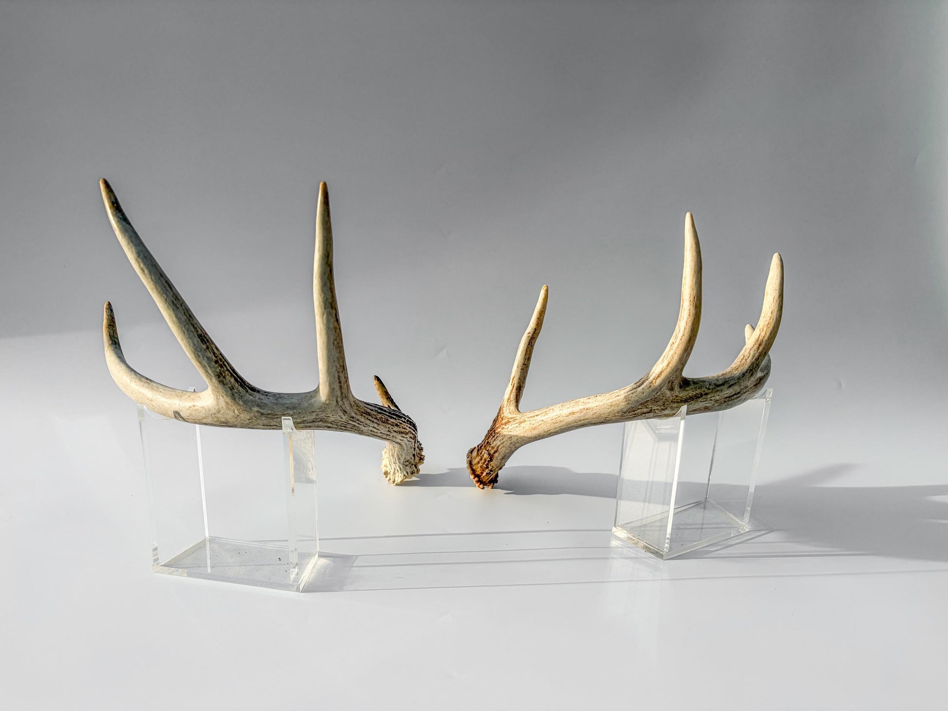 Deer Antlers - Medium Sized White-tailed Deer Matching set. Canadian Buck. Crafting and Decor Antlers