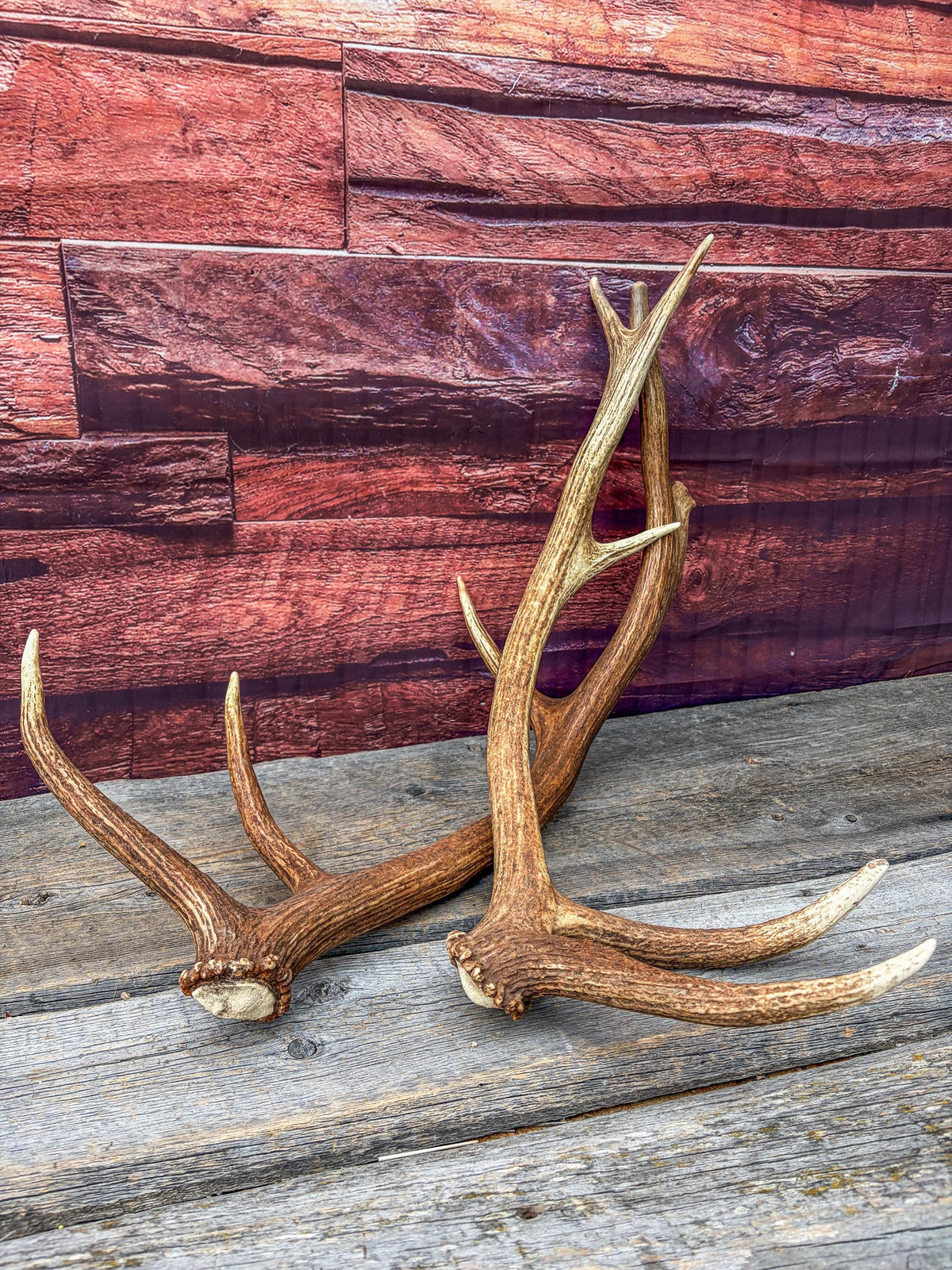 Matching Elk Antler Set. Pristine Elk Sheds for Home Decor, Interior Design and More.