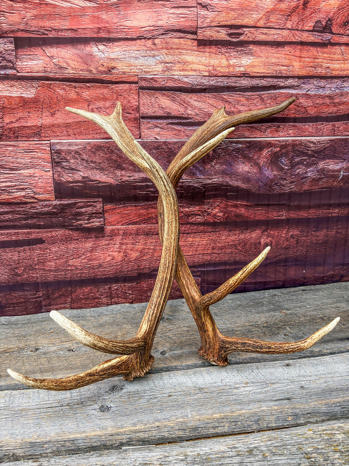 Matching Elk Antler Set. Pristine Elk Sheds for Home Decor, Interior Design and More.