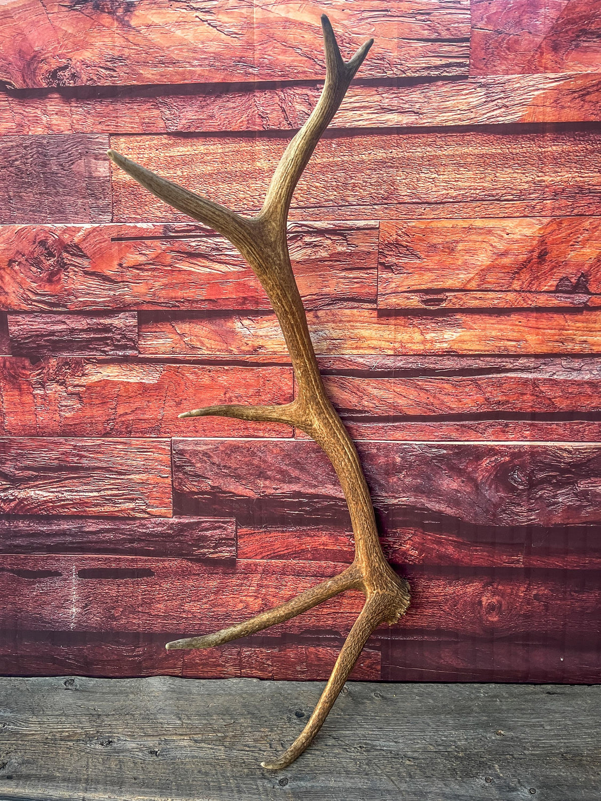 Wild Canadian Bull Elk Antler. Crafting & Home Decor, Table Centerpiece, and More.