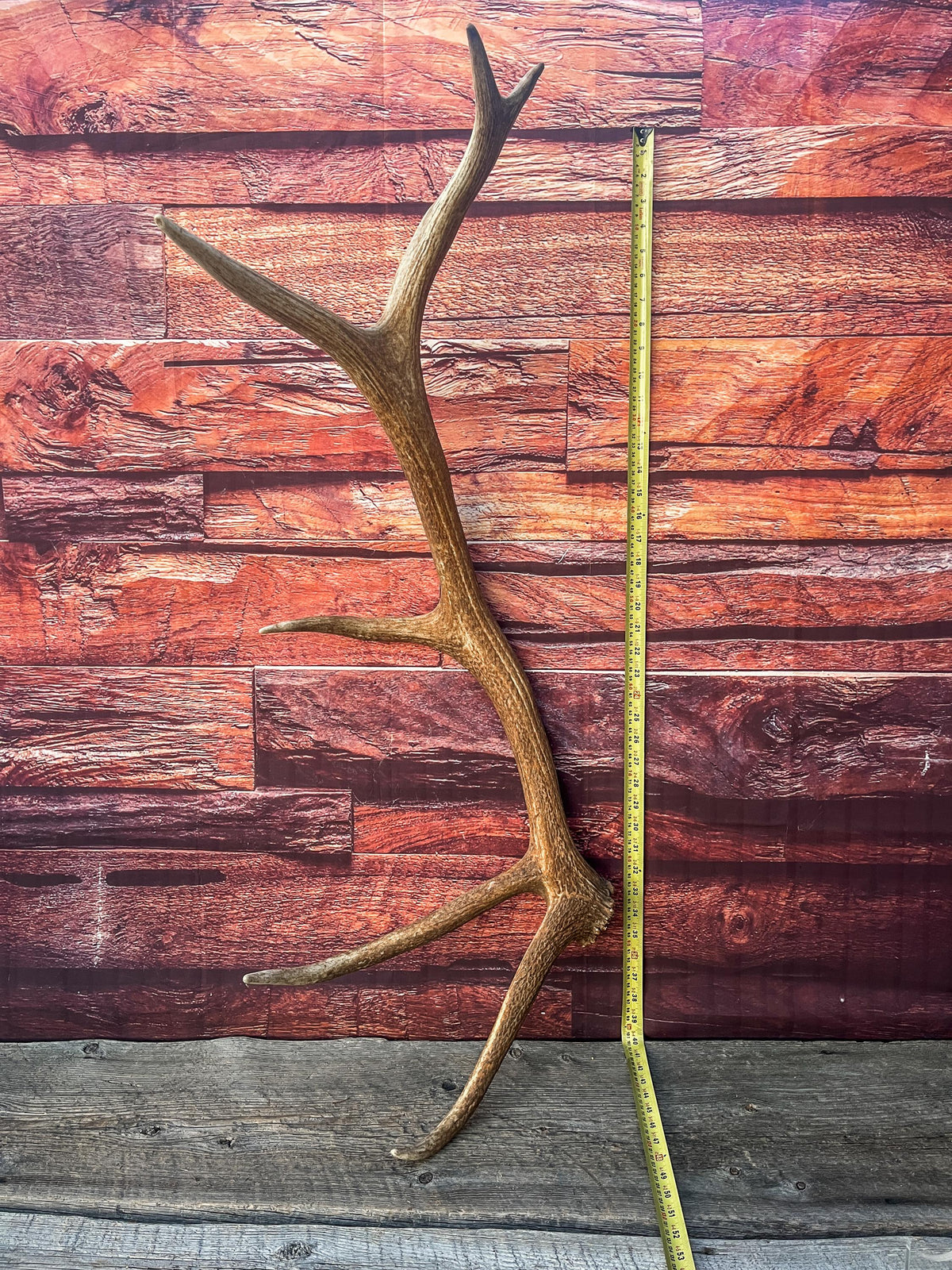 Wild Canadian Bull Elk Antler. Crafting & Home Decor, Table Centerpiece, and More.