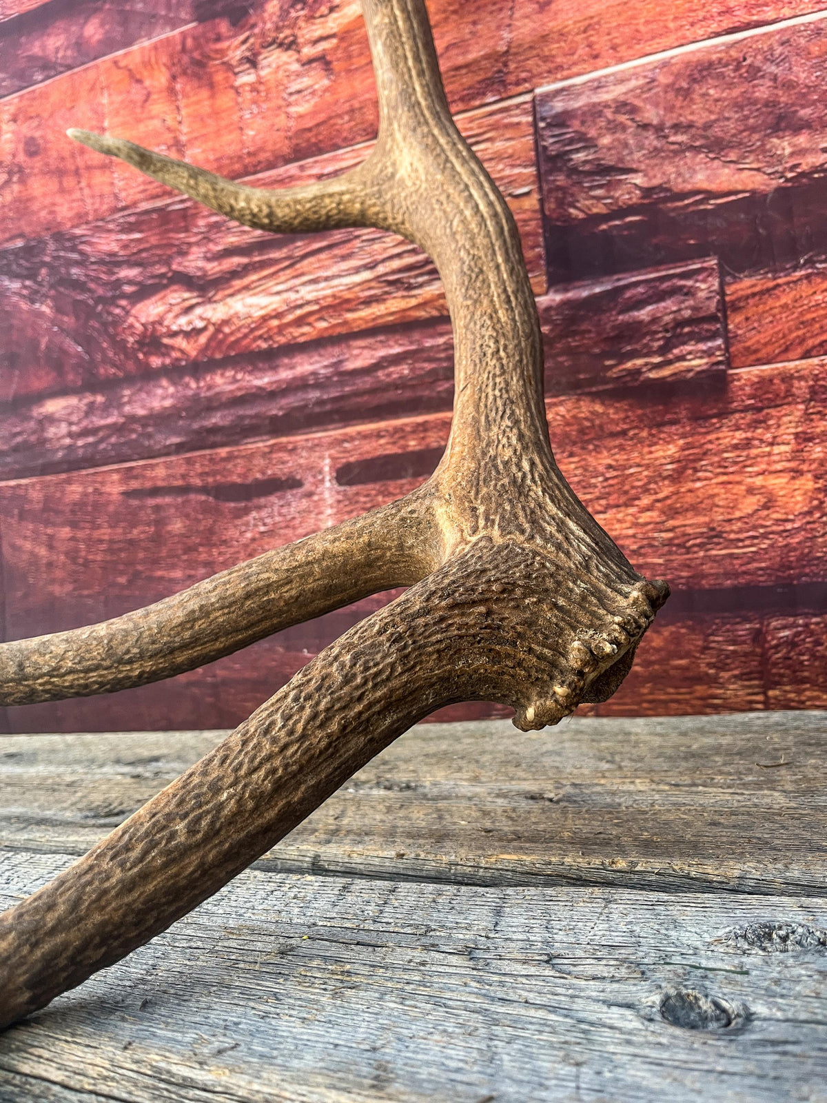 Wild Canadian Bull Elk Antler. Crafting & Home Decor, Table Centerpiece, and More.