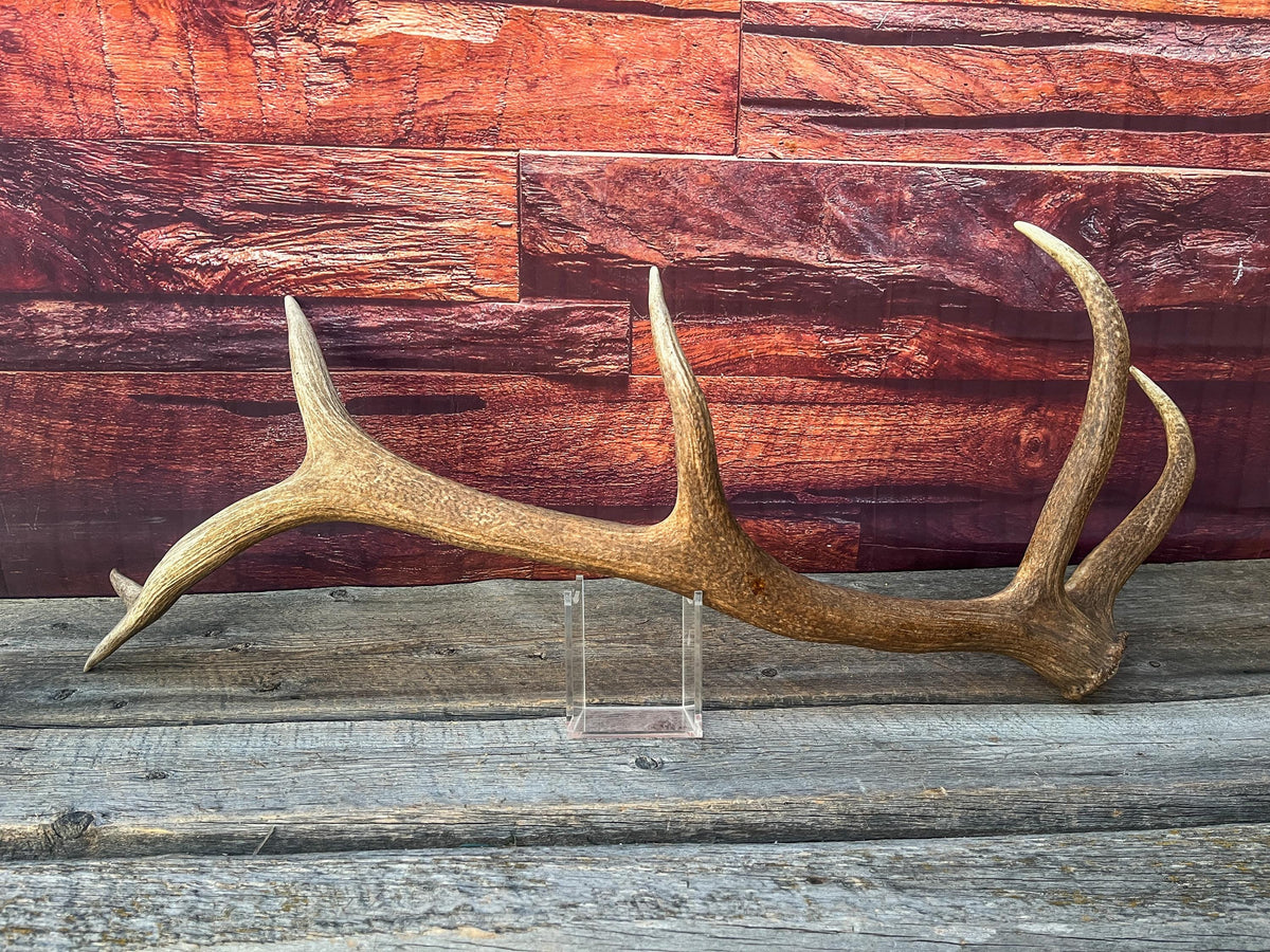 Wild Canadian Bull Elk Antler. Crafting & Home Decor, Table Centerpiece, and More.