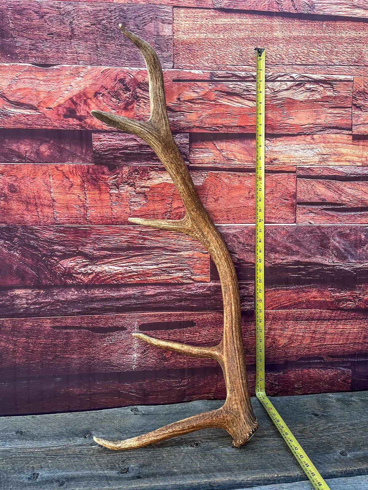 Antler from a Wild Canadian Bull Elk! Home and Cabin Decor, Crafting and Table Centerpiece.