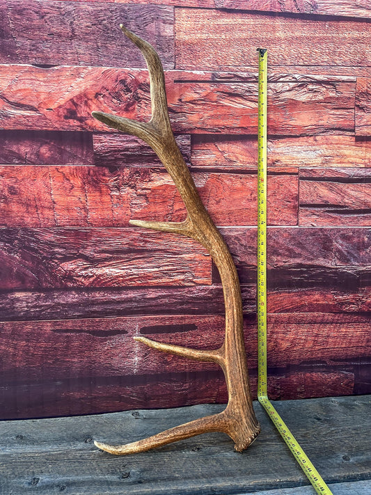 Antler from a Wild Canadian Bull Elk! Home and Cabin Decor, Crafting and Table Centerpiece.