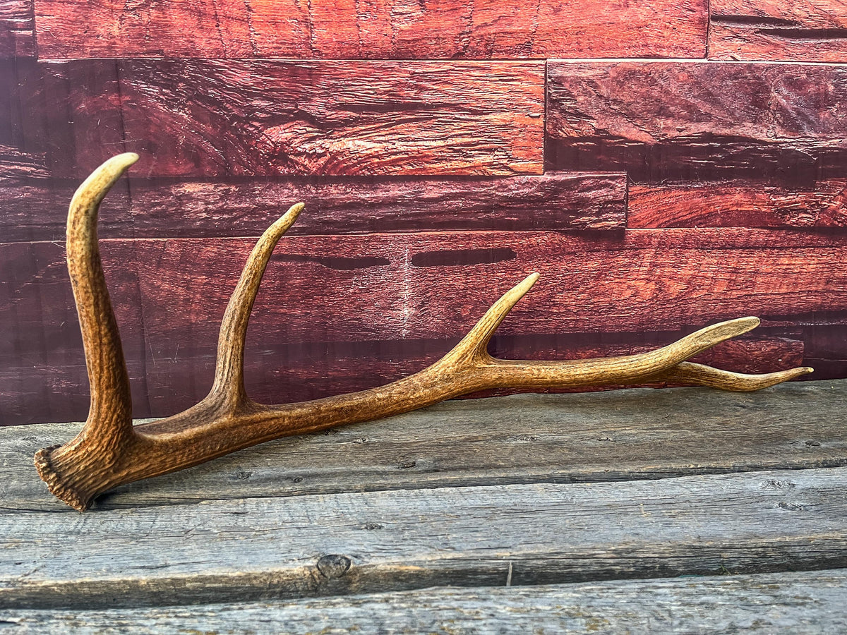 Antler from a Wild Canadian Bull Elk! Home and Cabin Decor, Crafting and Table Centerpiece.