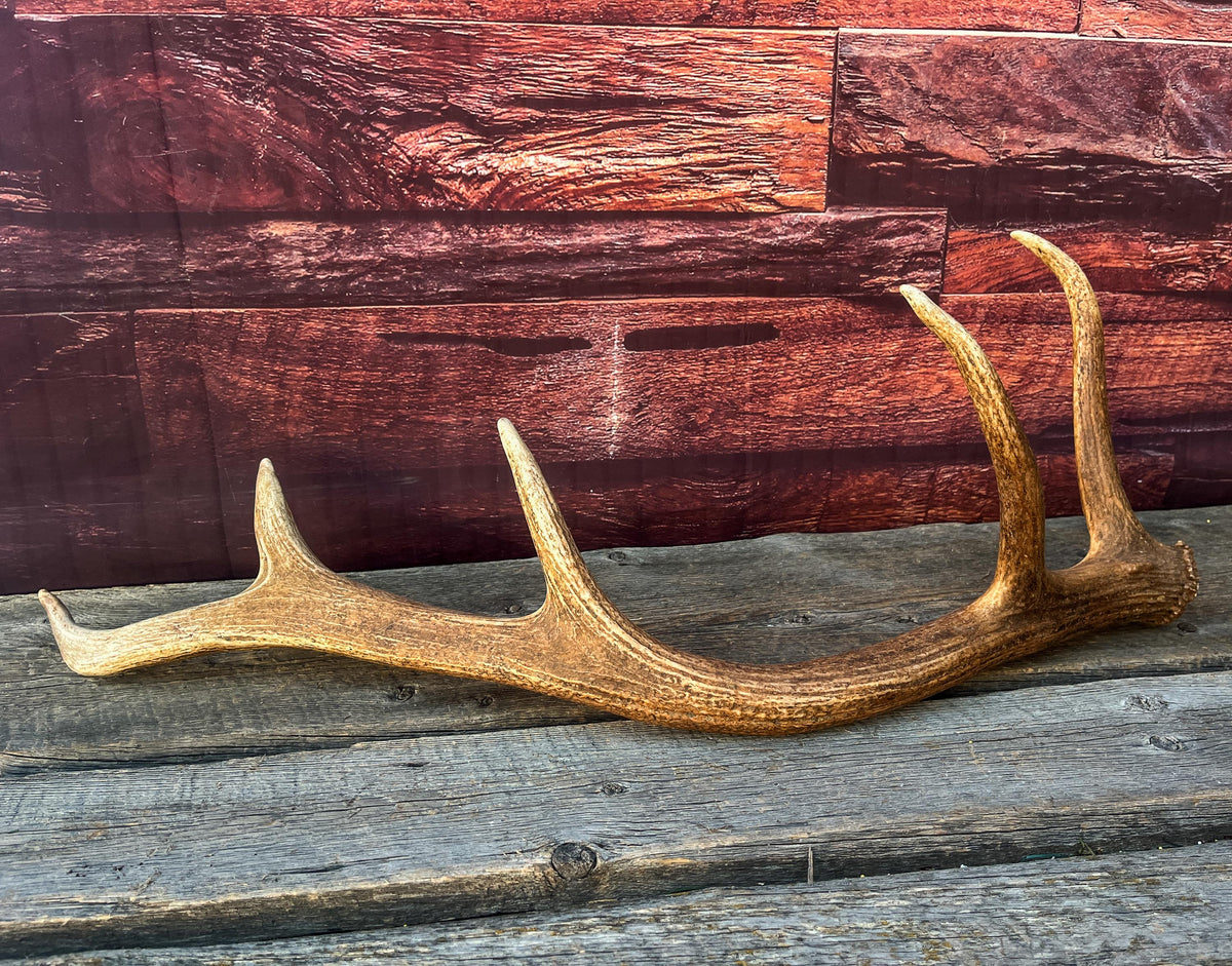 Antler from a Wild Canadian Bull Elk! Home and Cabin Decor, Crafting and Table Centerpiece.