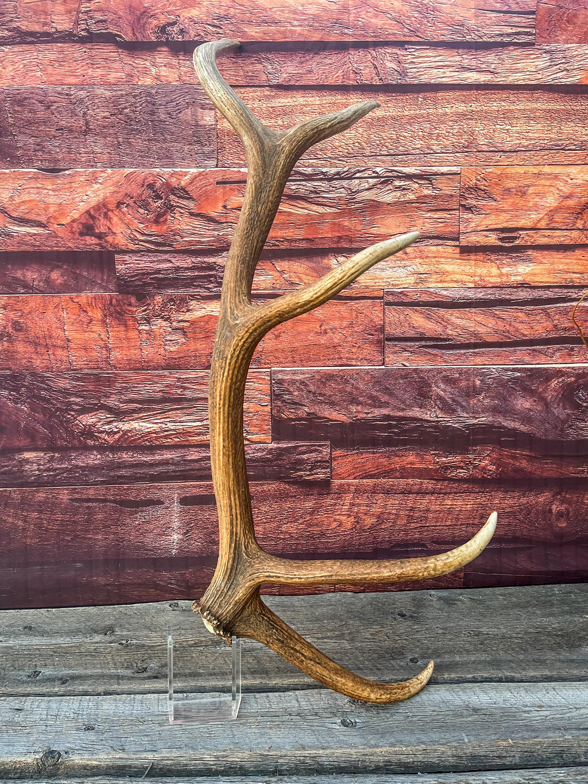 Wild Canadian Bull Elk Antler. Crafting & Home Decor, Table Centerpiece, and More.