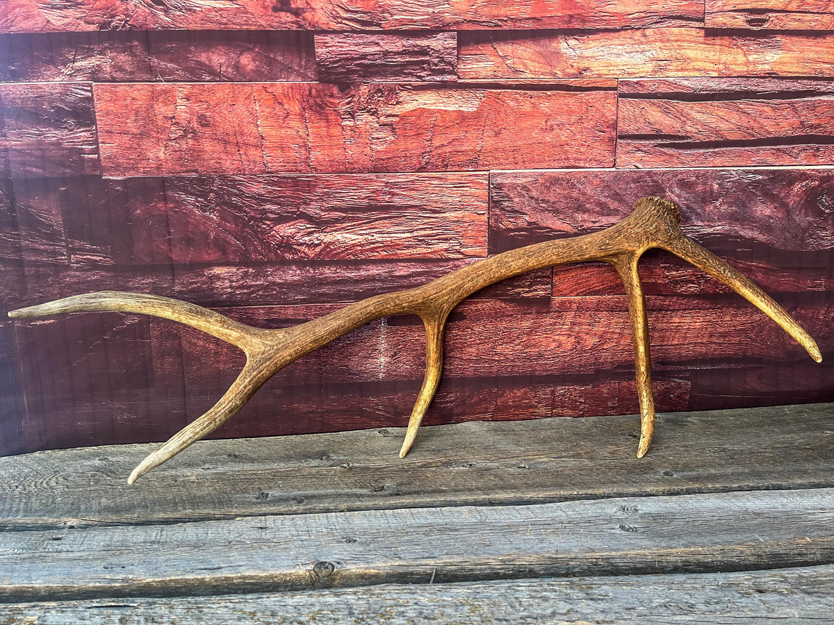 Wild Canadian Bull Elk Antler. Crafting & Home Decor, Table Centerpiece, and More.