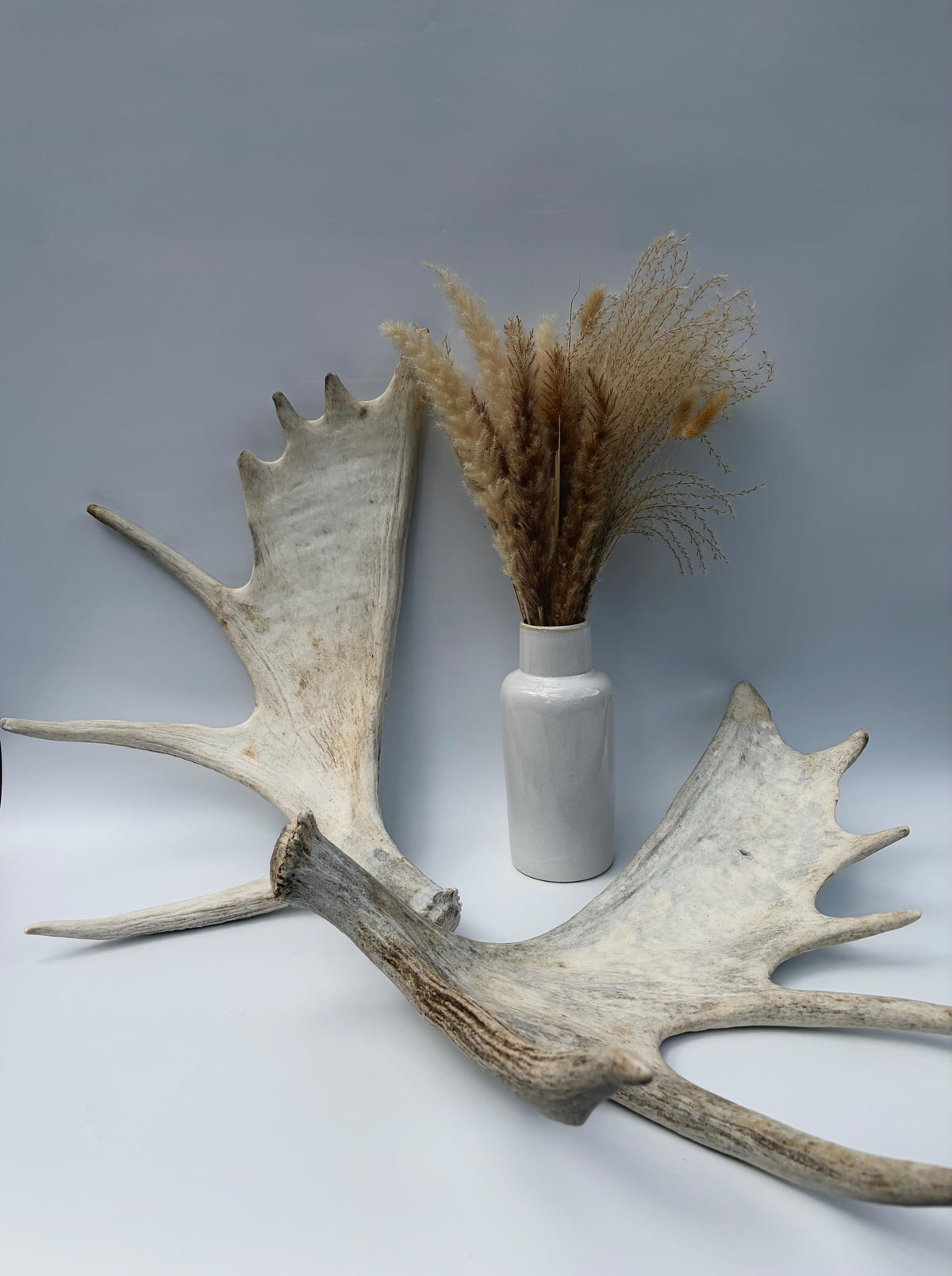 Moose Antler Pair. Medium Sized Canadian Moose Antlers - Crafting & Decor