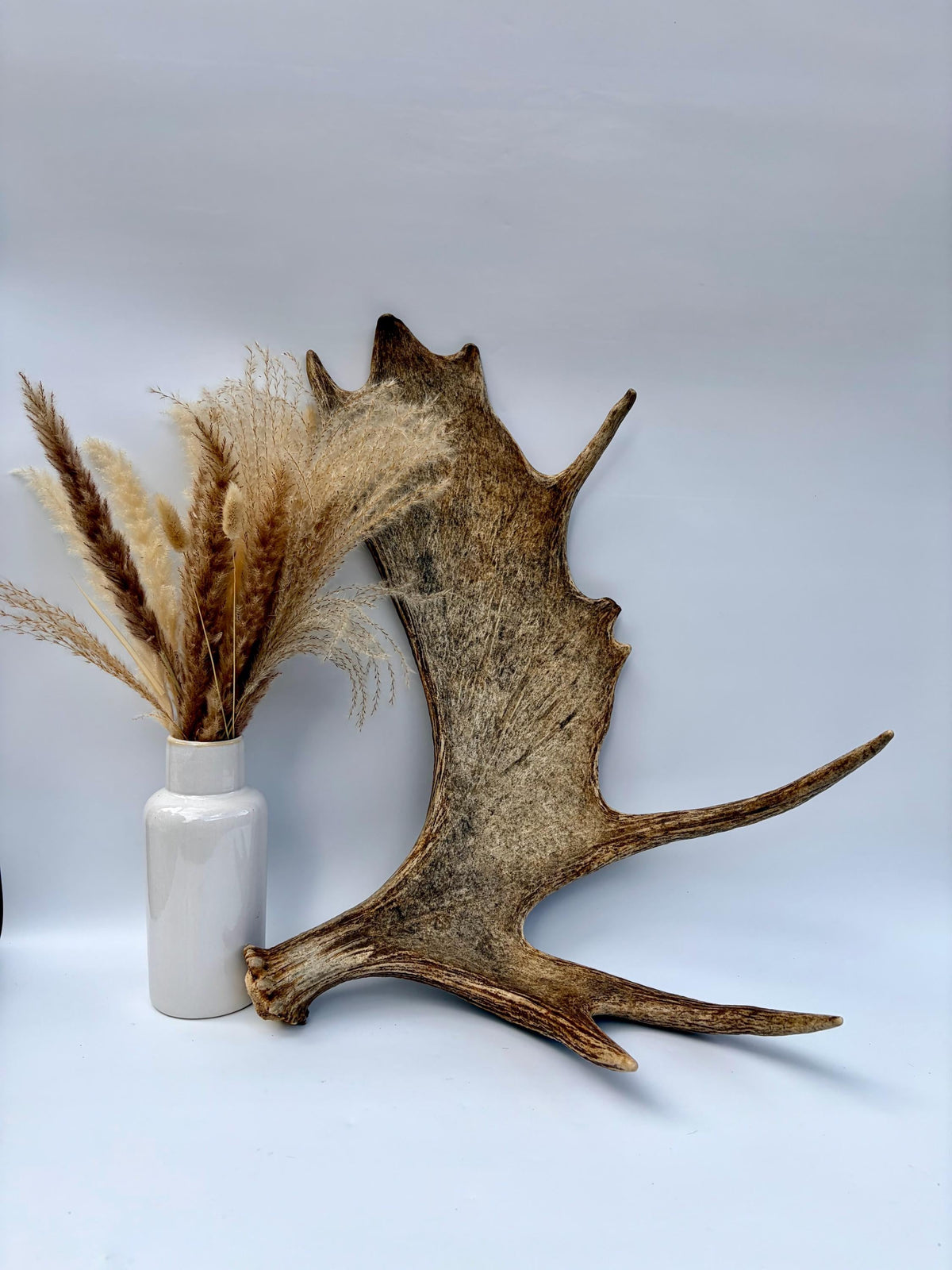 Bull Moose Antler. Classic, Premium Moose Antler for Crafting, Decor and More!