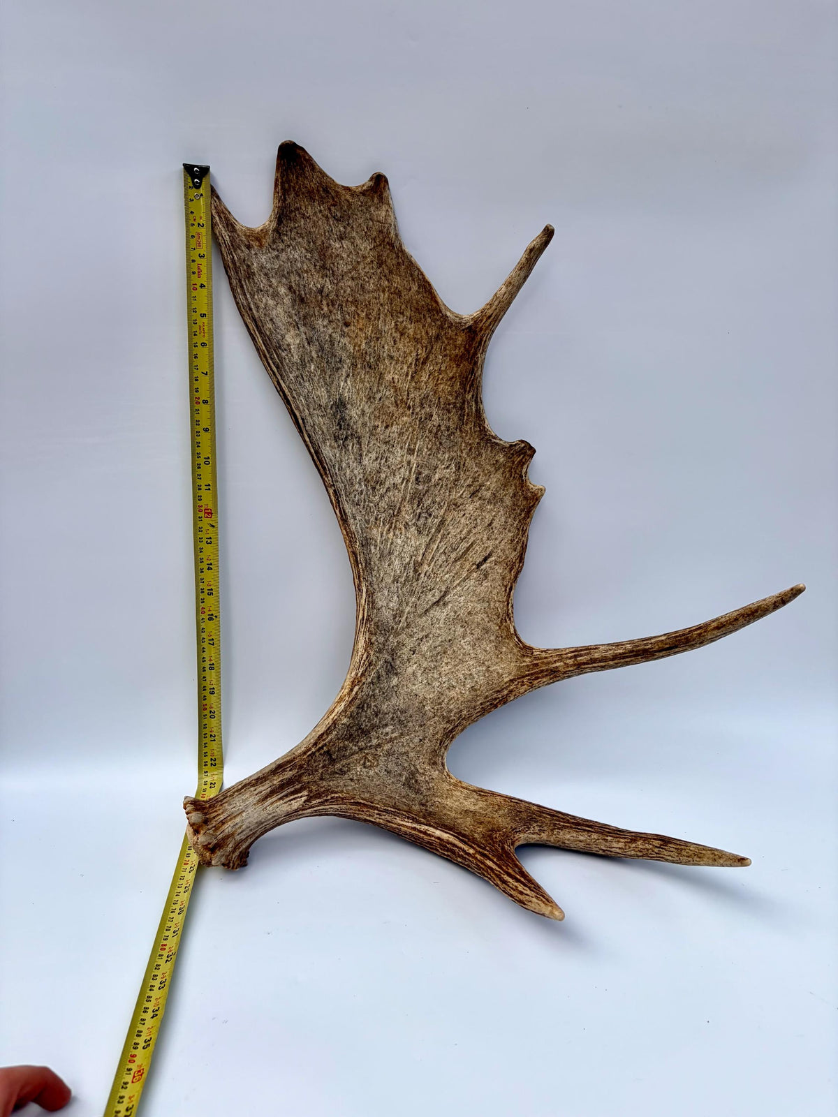 Bull Moose Antler. Classic, Premium Moose Antler for Crafting, Decor and More!