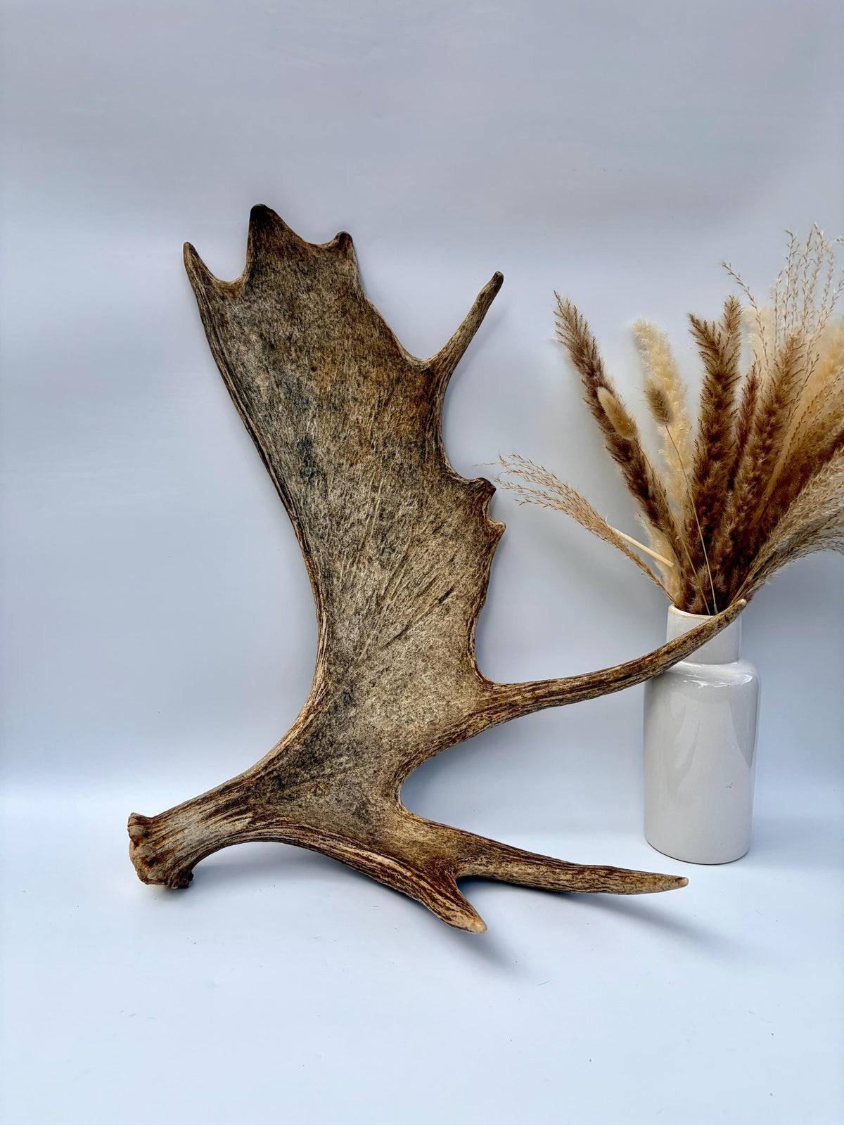 Bull Moose Antler. Classic, Premium Moose Antler for Crafting, Decor and More!