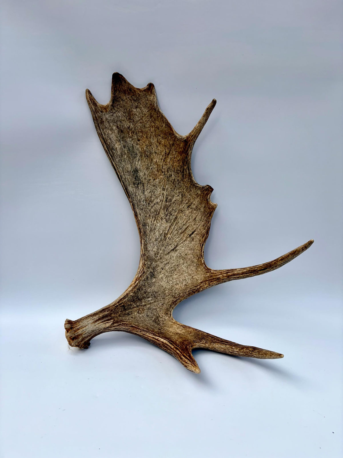 Bull Moose Antler. Classic, Premium Moose Antler for Crafting, Decor and More!