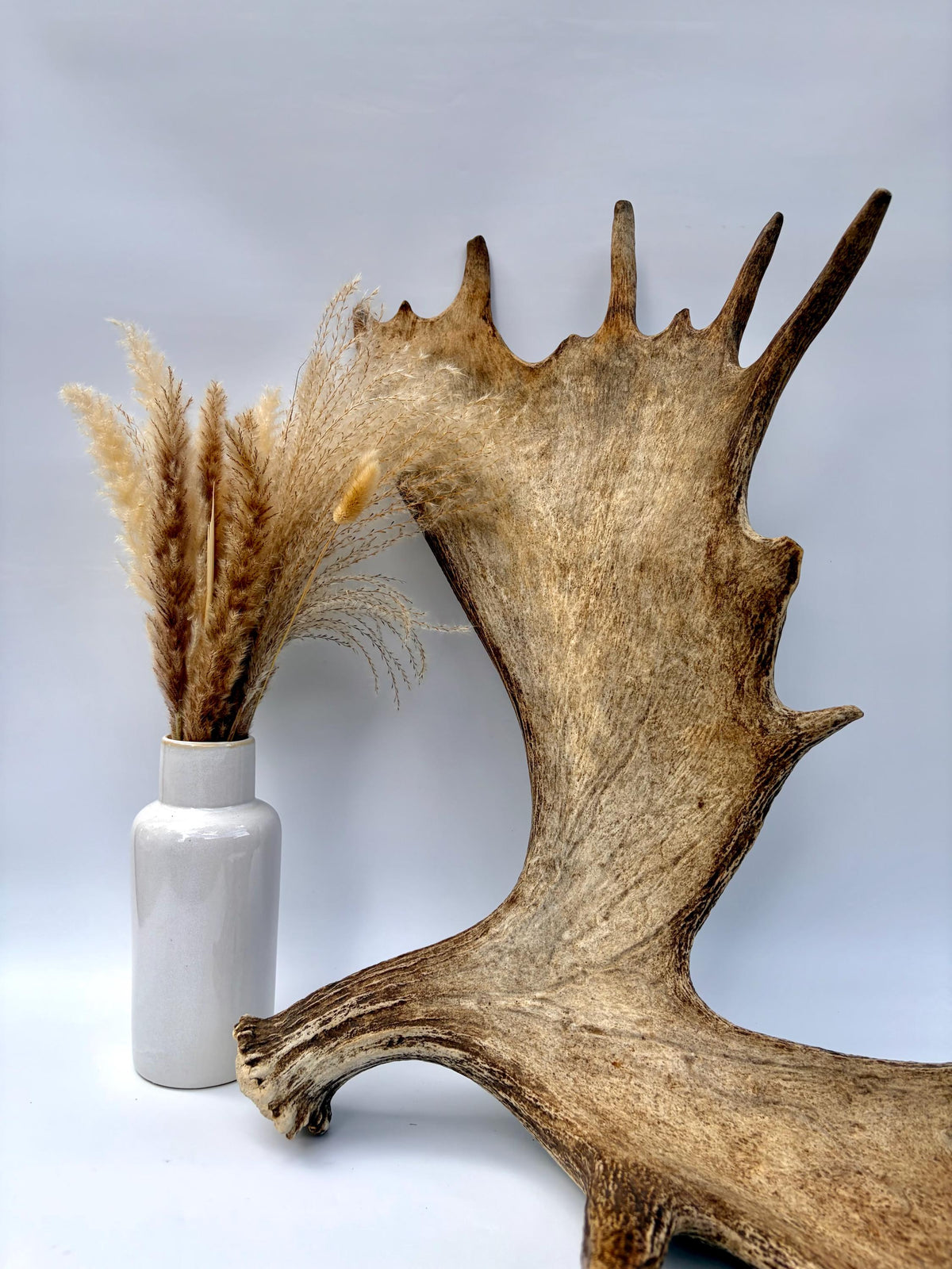 Bull Moose Antler. Giant, Premium Moose Antler for Crafting, Decor and More!