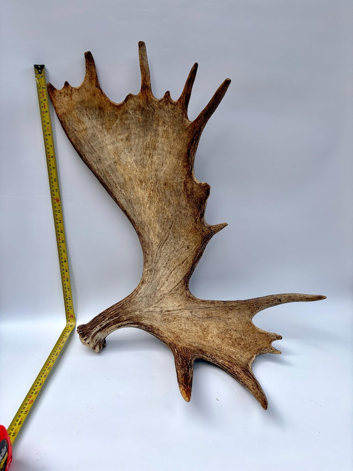 Bull Moose Antler. Giant, Premium Moose Antler for Crafting, Decor and More!