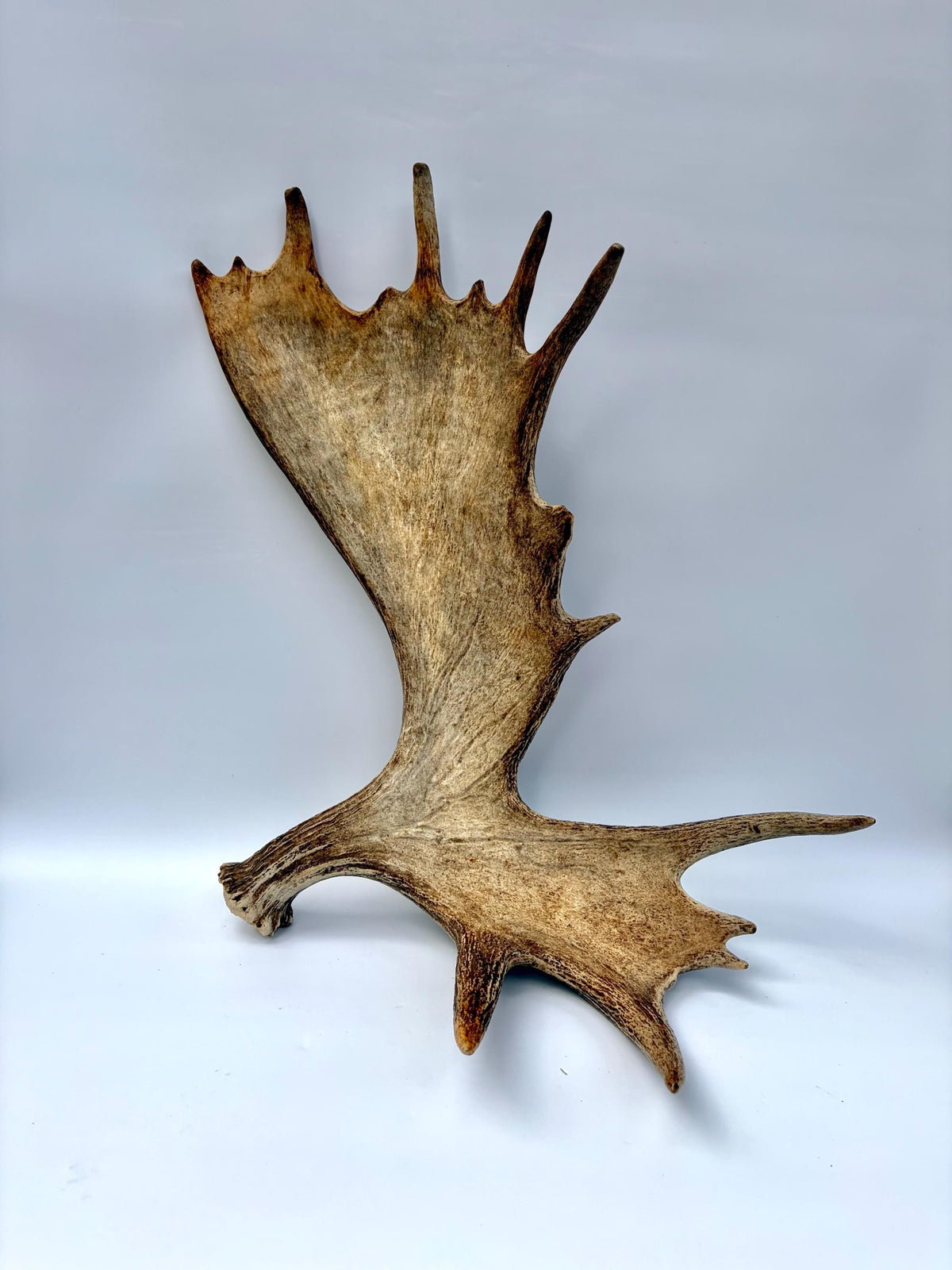Bull Moose Antler. Giant, Premium Moose Antler for Crafting, Decor and More!