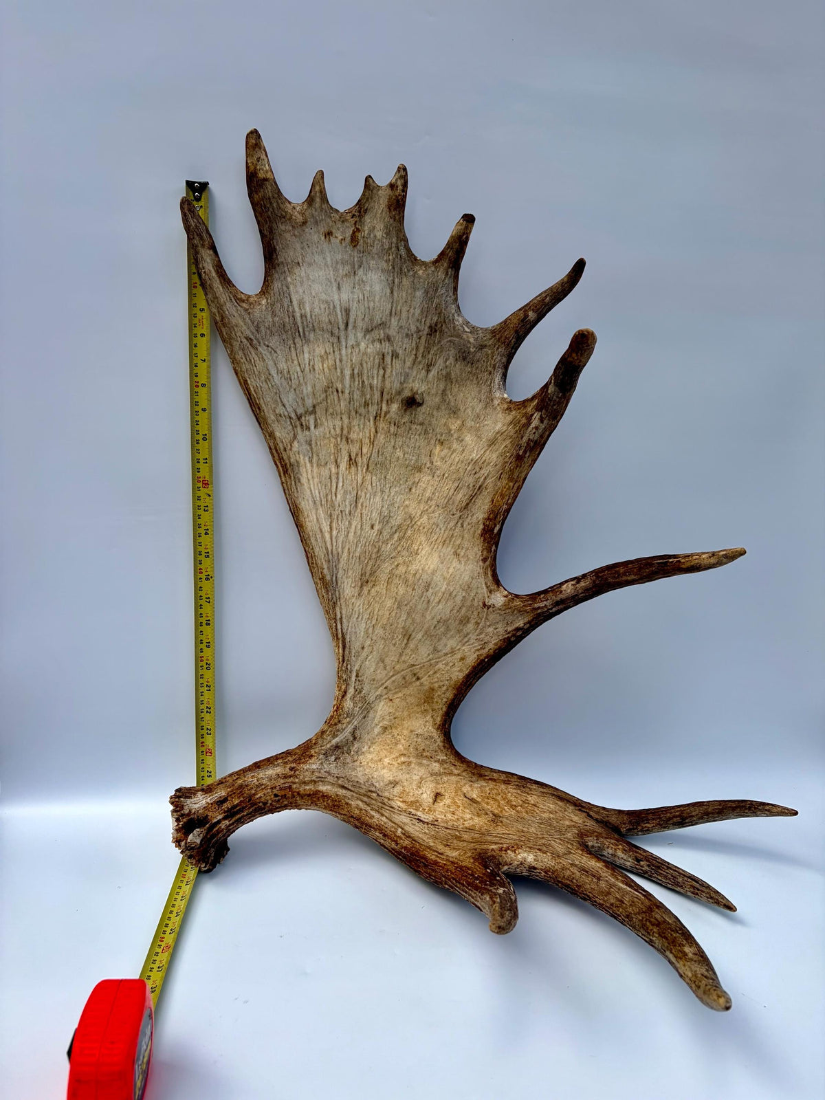 Bull Moose Antler. Giant, Premium Moose Antler for Crafting, Decor and More!