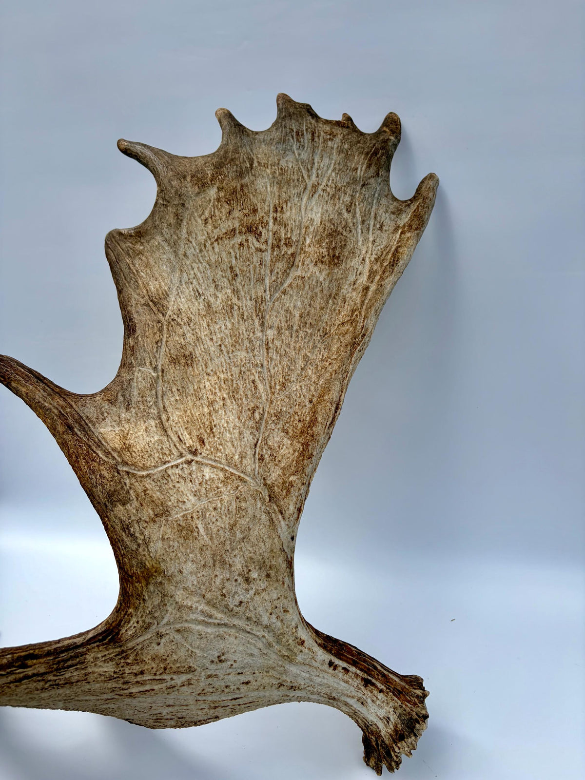 Bull Moose Antler. Giant, Premium Moose Antler for Crafting, Decor and More!