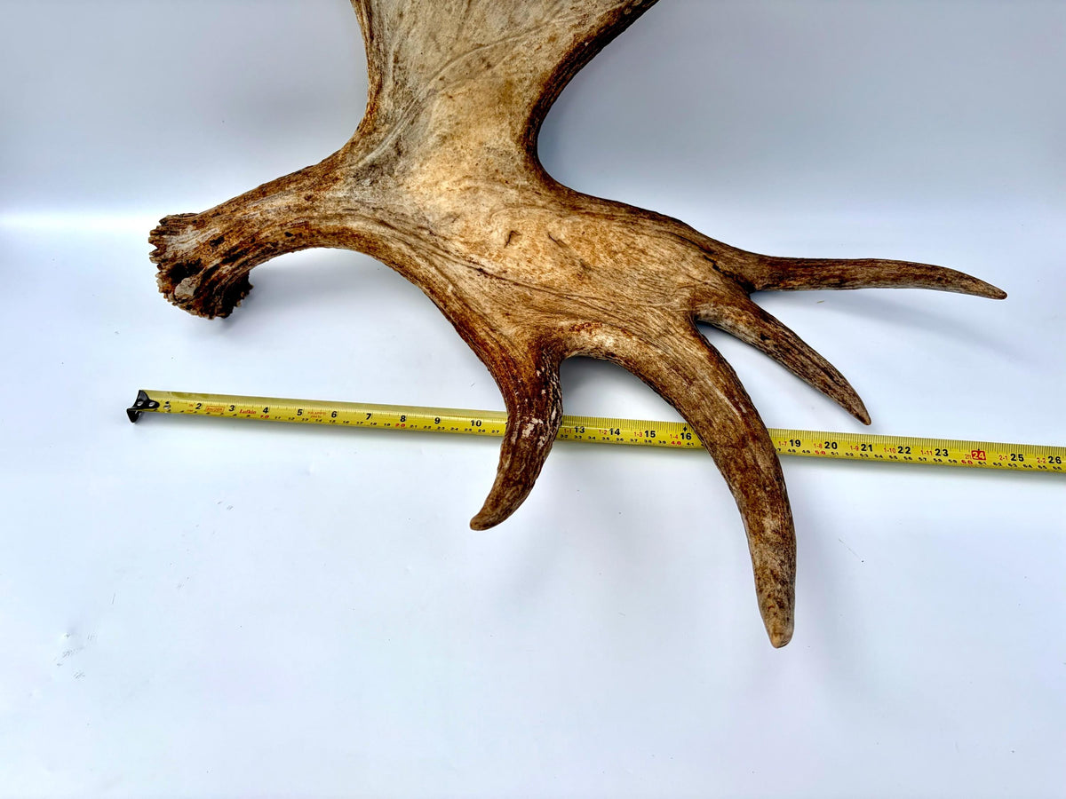Bull Moose Antler. Giant, Premium Moose Antler for Crafting, Decor and More!