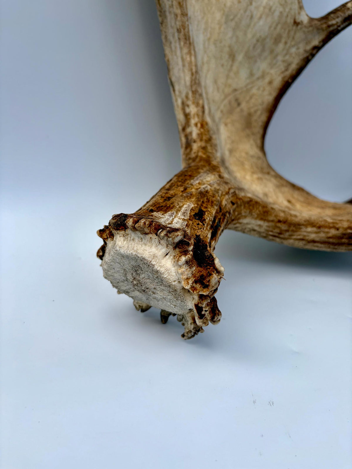 Bull Moose Antler. Giant, Premium Moose Antler for Crafting, Decor and More!