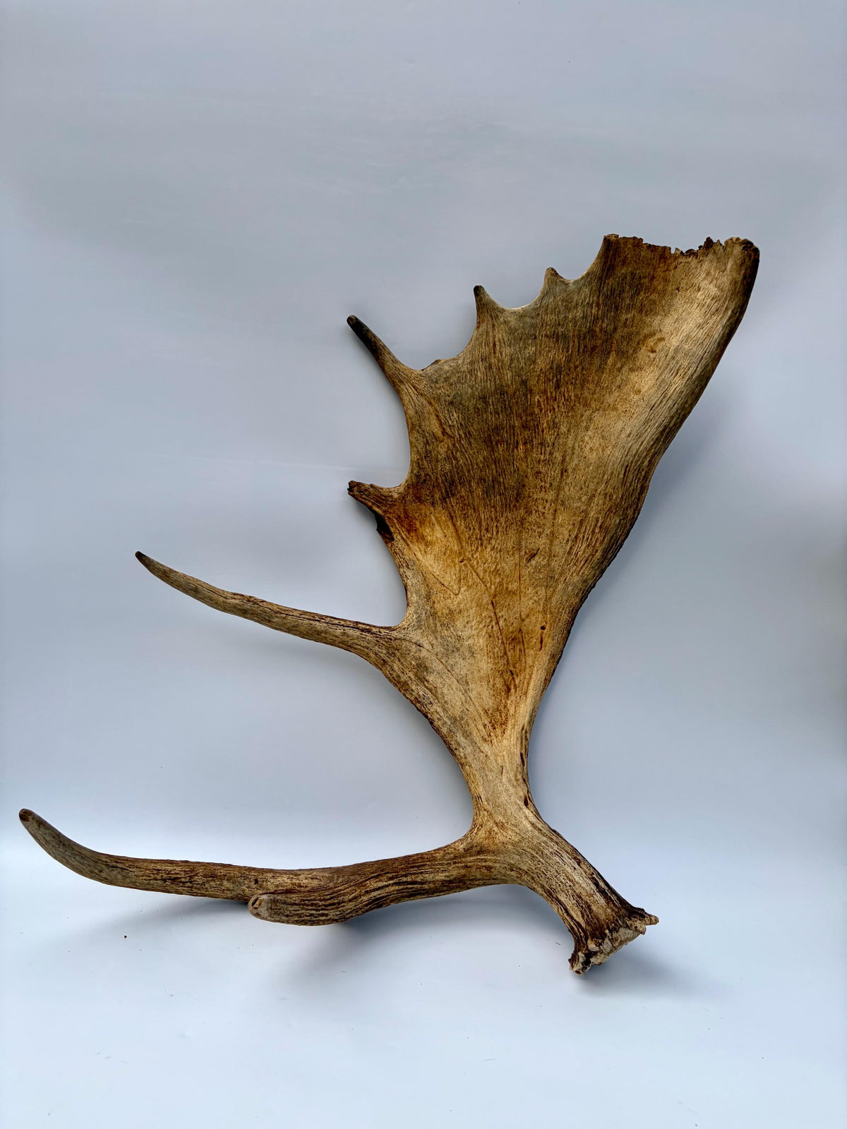 Extra Large Canadian Bull Moose Antler - Self Standing!