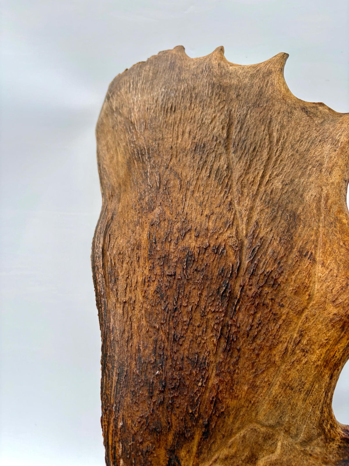 Extra Large Canadian Bull Moose Antler - Self Standing!