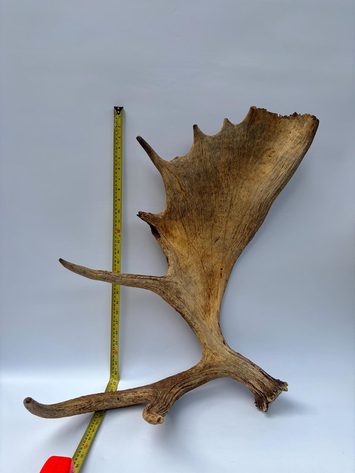 Extra Large Canadian Bull Moose Antler - Self Standing!