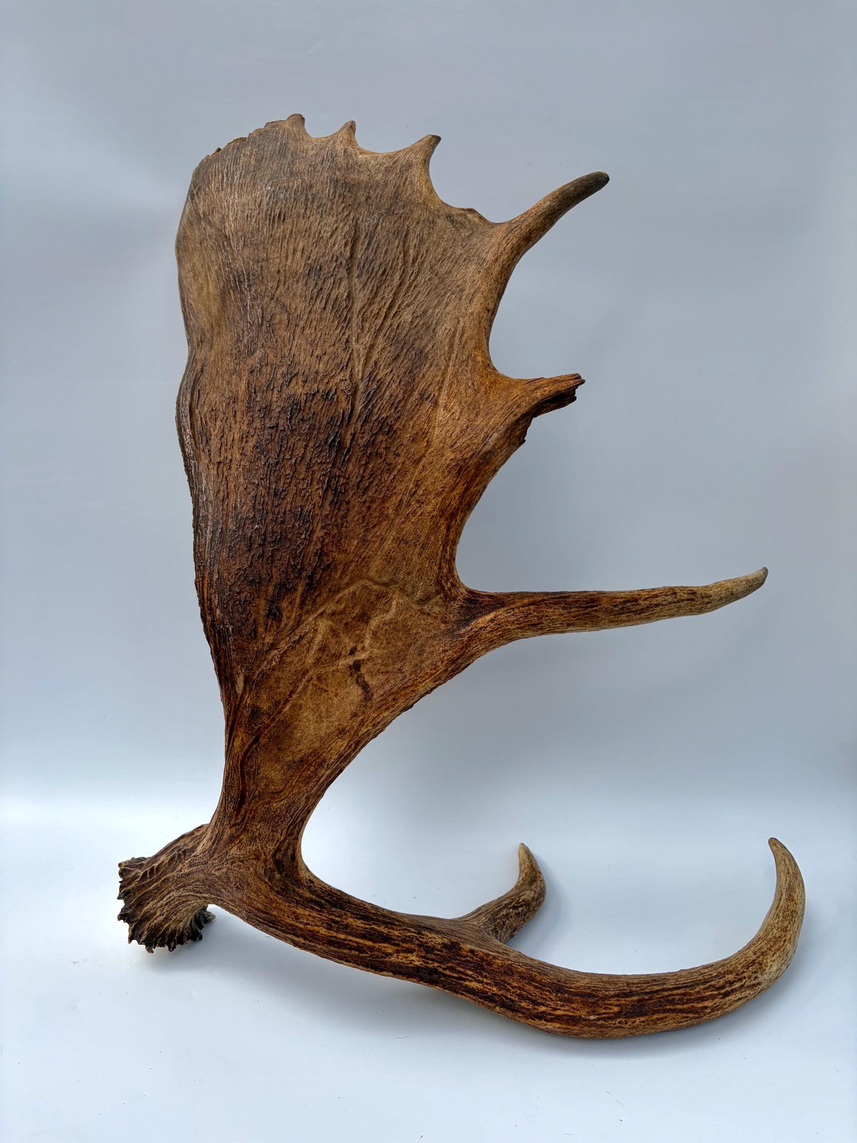 Extra Large Canadian Bull Moose Antler - Self Standing!