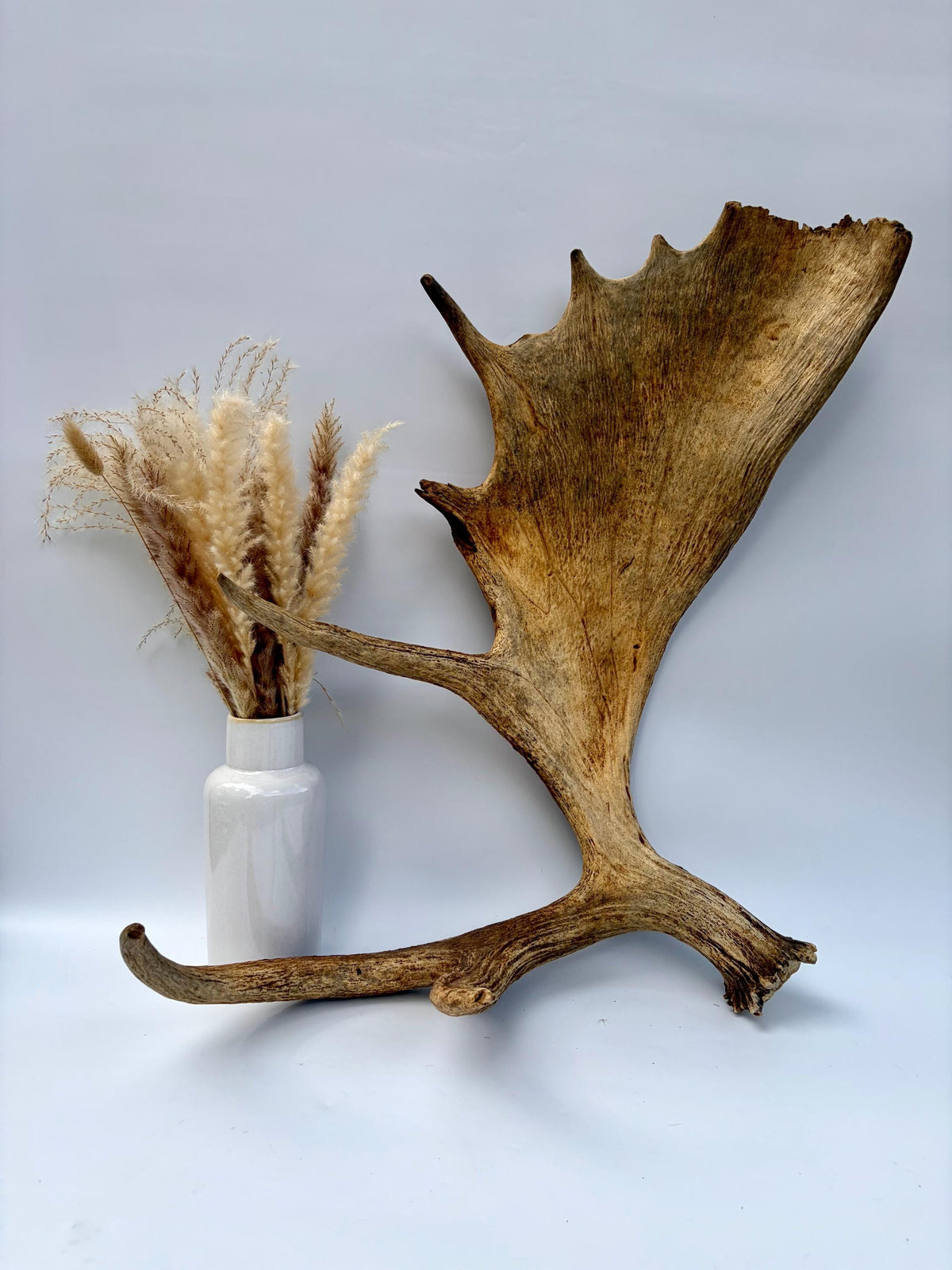 Extra Large Canadian Bull Moose Antler - Self Standing!