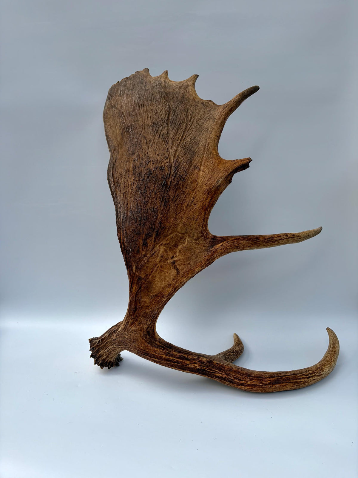 Extra Large Canadian Bull Moose Antler - Self Standing!
