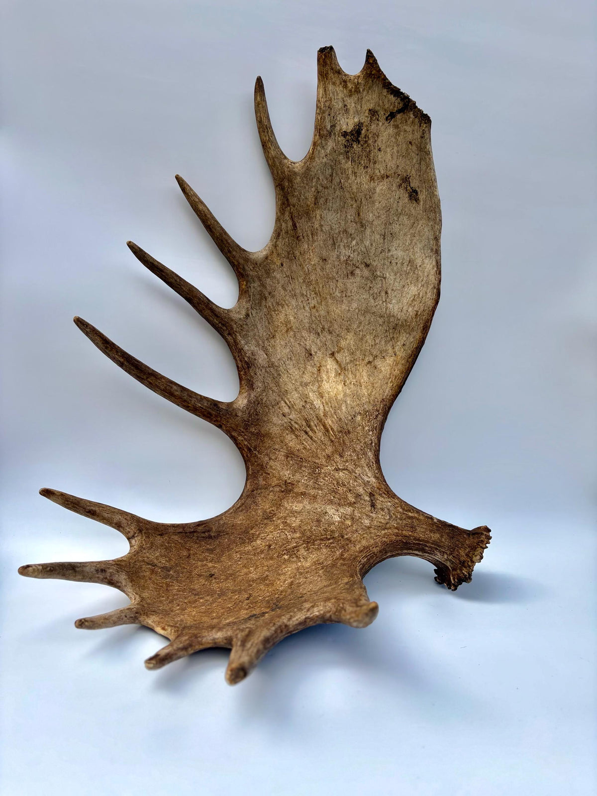 Enormous Alberta Moose Antler Set. Massive antlers for wall decor, crafting, carving and more.