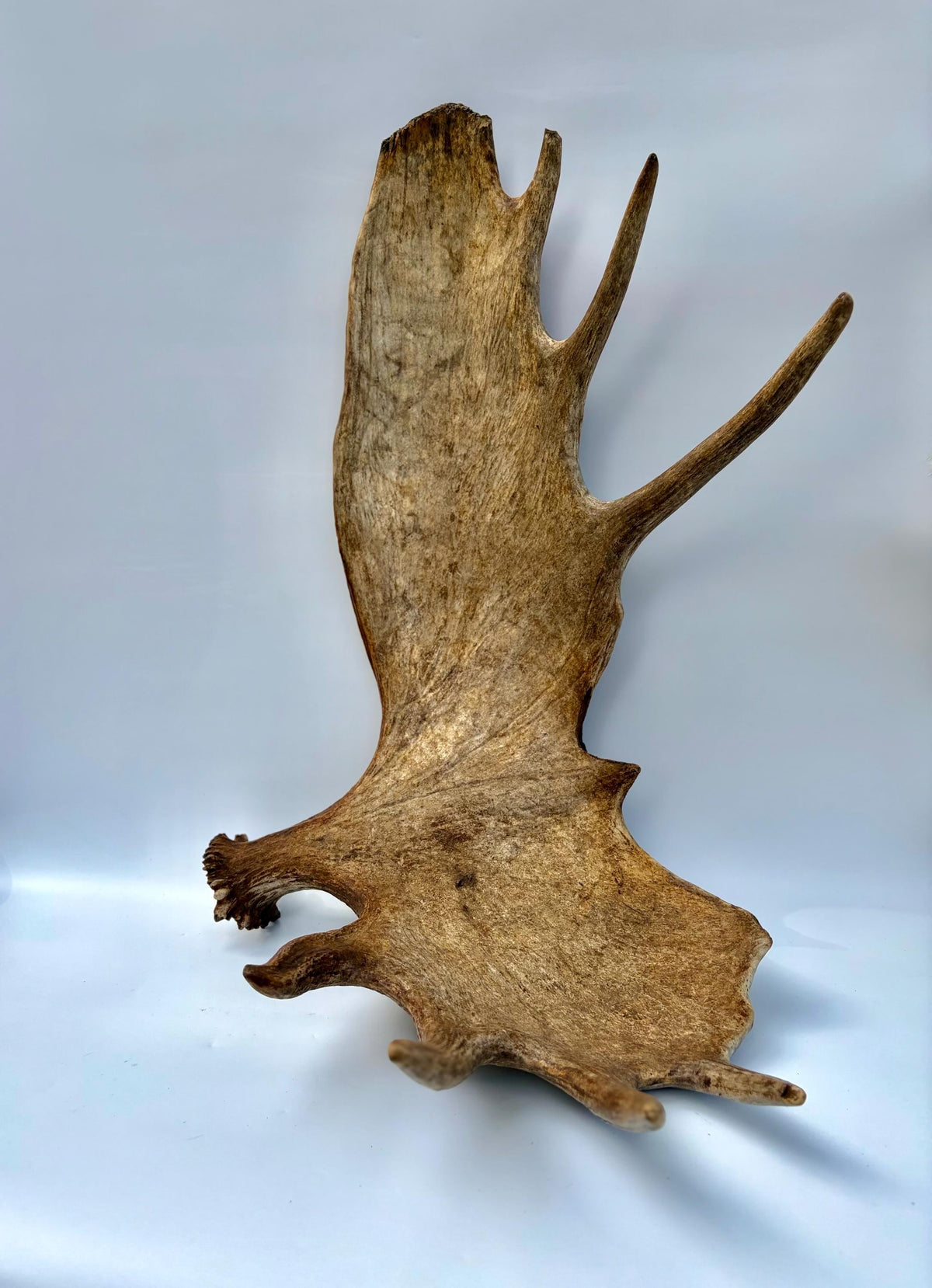 Enormous Alberta Moose Antler Set. Massive antlers for wall decor, crafting, carving and more.