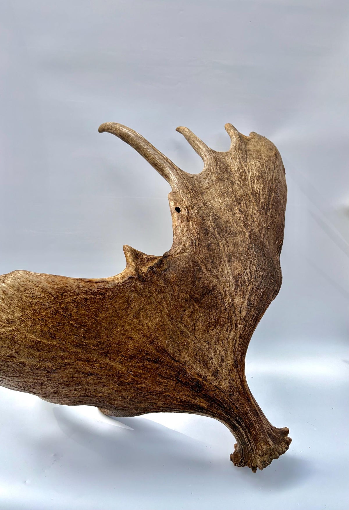 Enormous Alberta Moose Antler Set. Massive antlers for wall decor, crafting, carving and more.