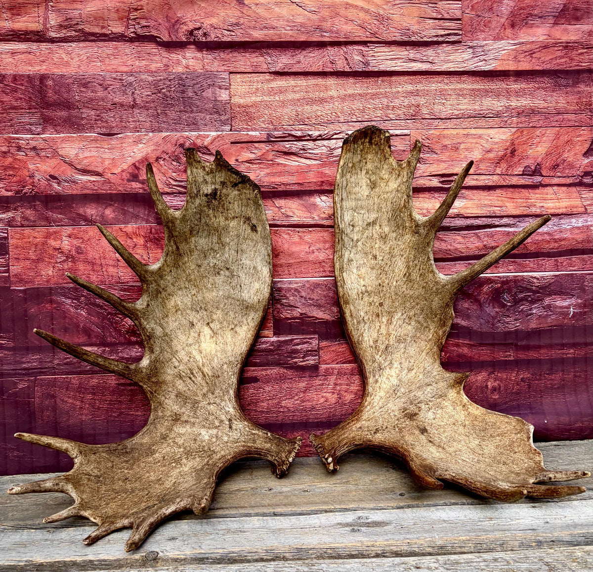 Enormous Alberta Moose Antler Set. Massive antlers for wall decor, crafting, carving and more.