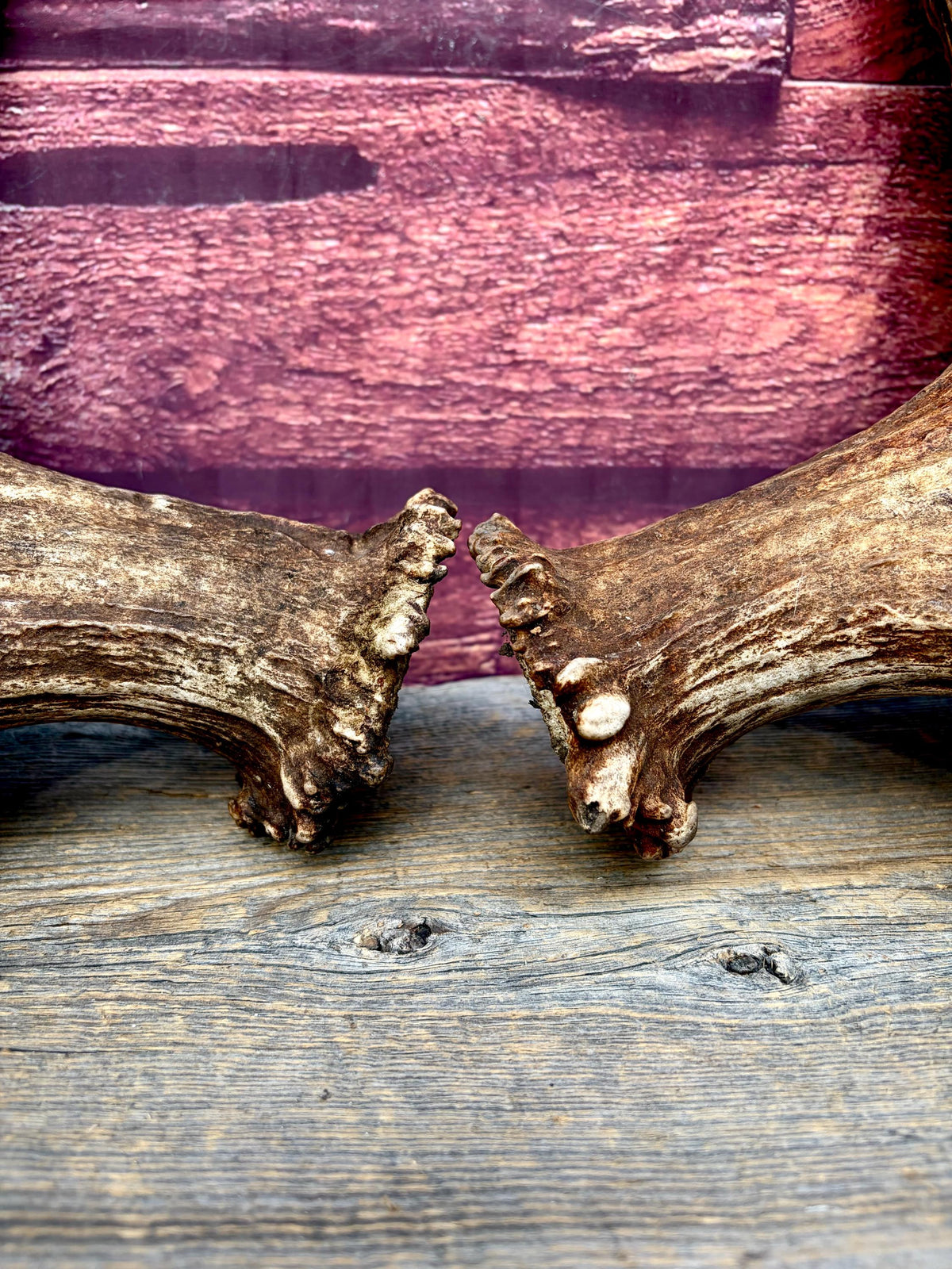 Enormous Alberta Moose Antler Set. Massive antlers for wall decor, crafting, carving and more.