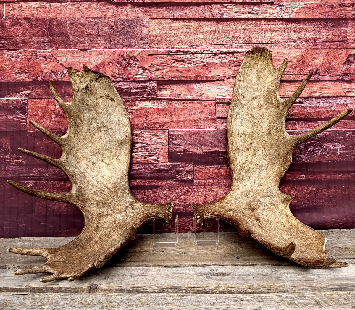 Enormous Alberta Moose Antler Set. Massive antlers for wall decor, crafting, carving and more.