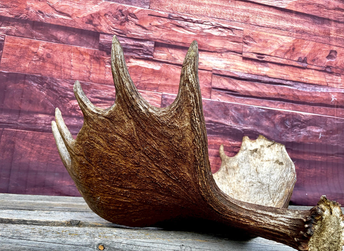 Enormous Alberta Moose Antler Set. Massive antlers for wall decor, crafting, carving and more.