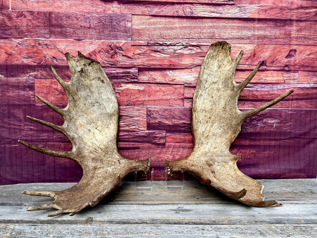 Enormous Alberta Moose Antler Set. Massive antlers for wall decor, crafting, carving and more.