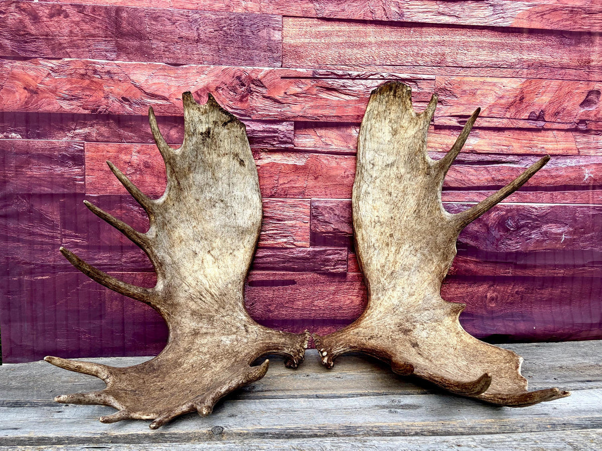 Enormous Alberta Moose Antler Set. Massive antlers for wall decor, crafting, carving and more.