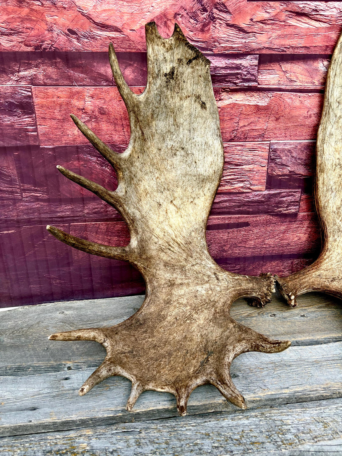 Enormous Alberta Moose Antler Set. Massive antlers for wall decor, crafting, carving and more.