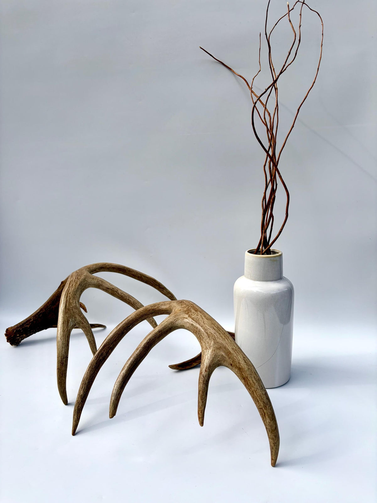 Albertan White-tailed Deer Antlers. Massive and Impressive Matching Set