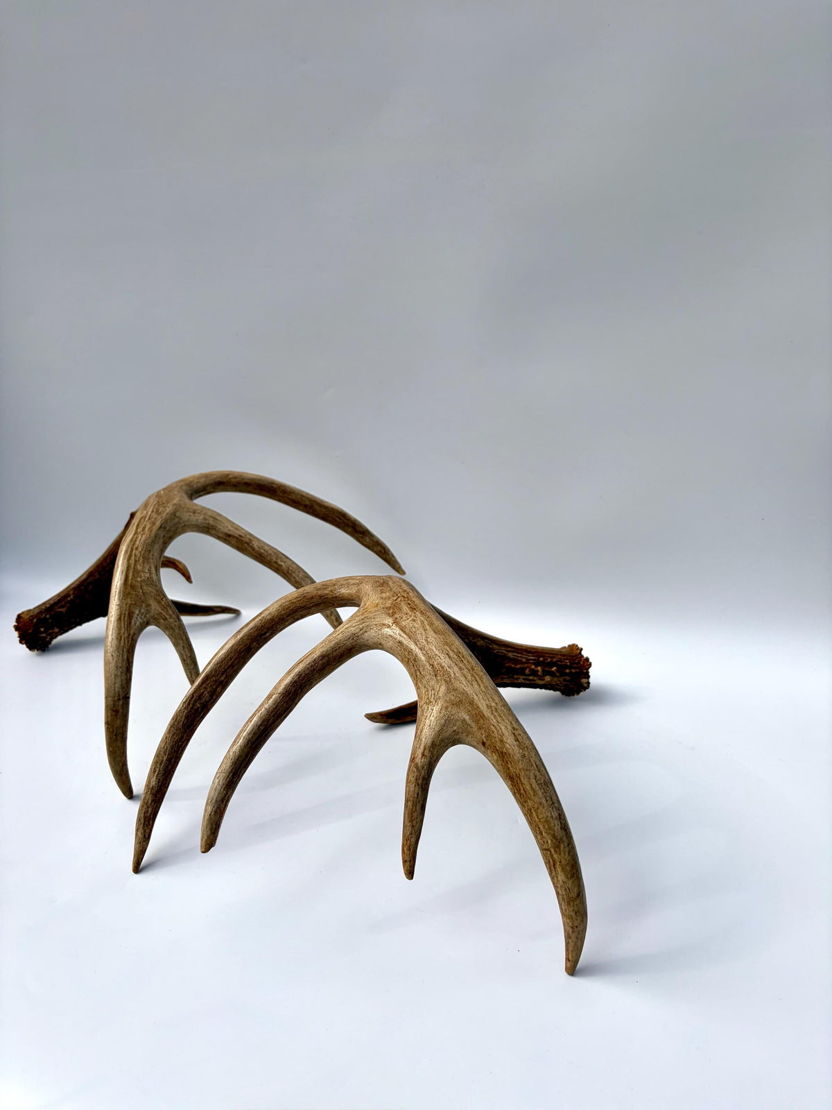 Albertan White-tailed Deer Antlers. Massive and Impressive Matching Set