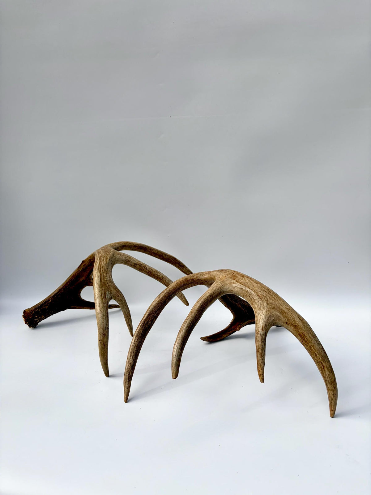 Albertan White-tailed Deer Antlers. Massive and Impressive Matching Set