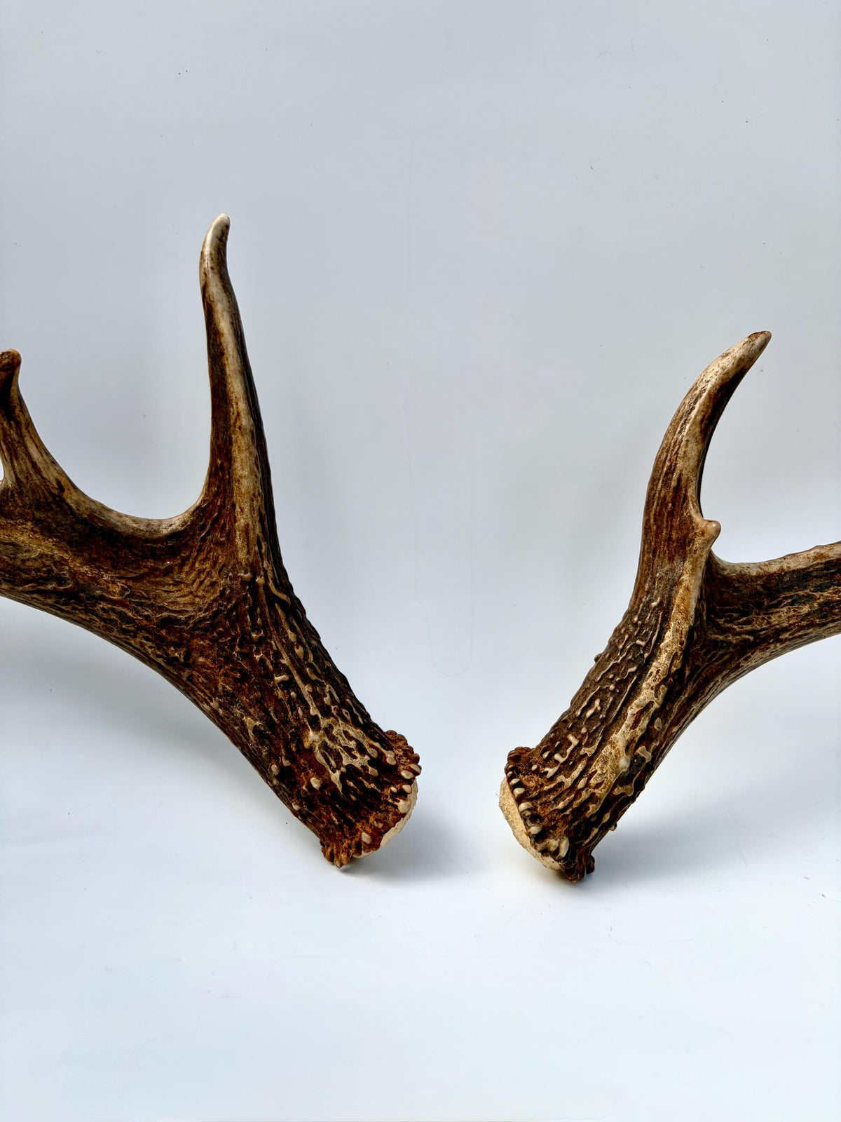 Albertan White-tailed Deer Antlers. Massive and Impressive Matching Set