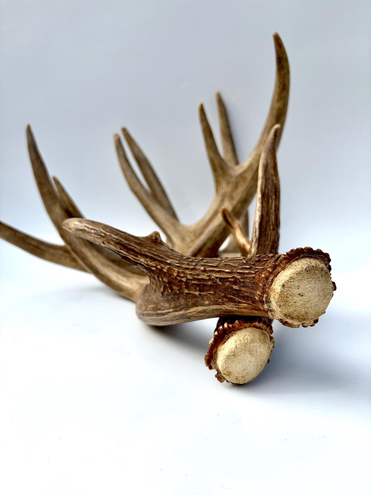 Albertan White-tailed Deer Antlers. Massive and Impressive Matching Set