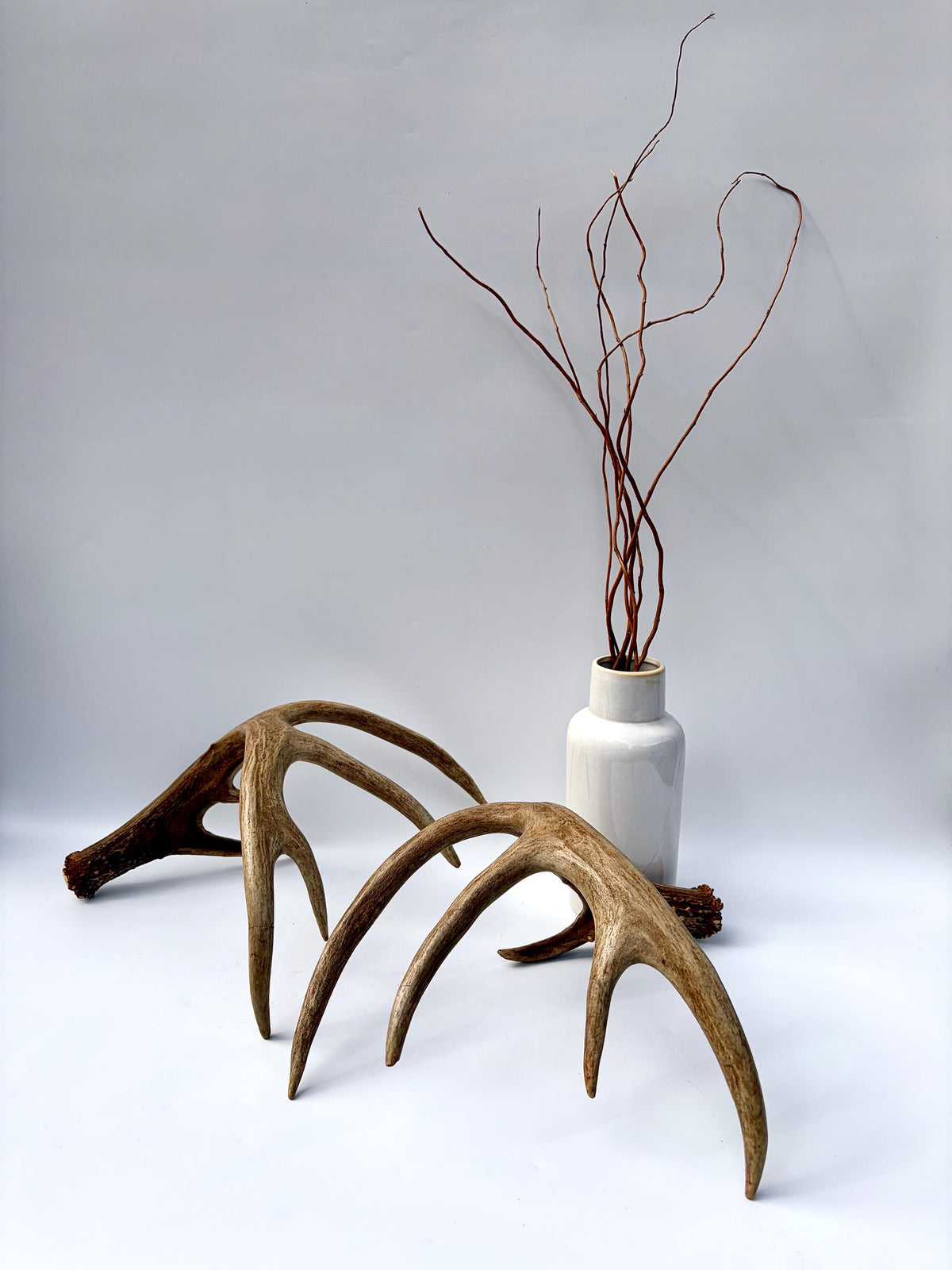 Albertan White-tailed Deer Antlers. Massive and Impressive Matching Set
